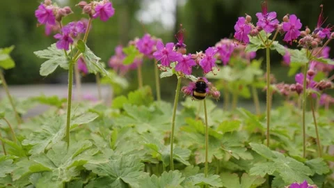Bumblebee Pollinating Pink Flowers in Summer Garden Видео 342542193