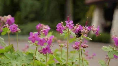 Bumblebee Pollinating Pink Flowers in Summer Garden Stock Footage 342542200