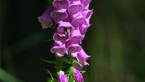 Bumblebee pollinating pink foxgloves flowers Stock Footage 294969604