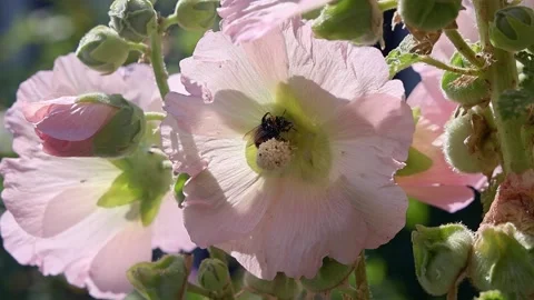 Bumblebee pollinating pink hollyhock flower slow motion Stock Footage 345756554