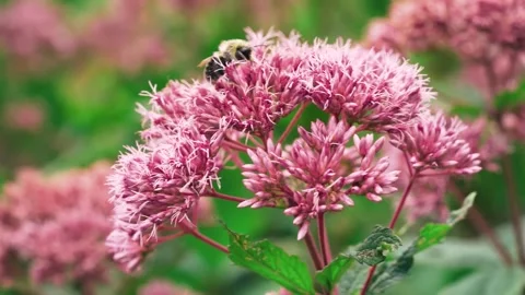 Bumblebee Pollinating Pink Joe-Pye Weed Flowers in Slow Motion Stock Footage 346410190