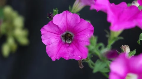 Bumblebee Pollinating Pink Petunia Flower Closeup Stock Footage 345352616