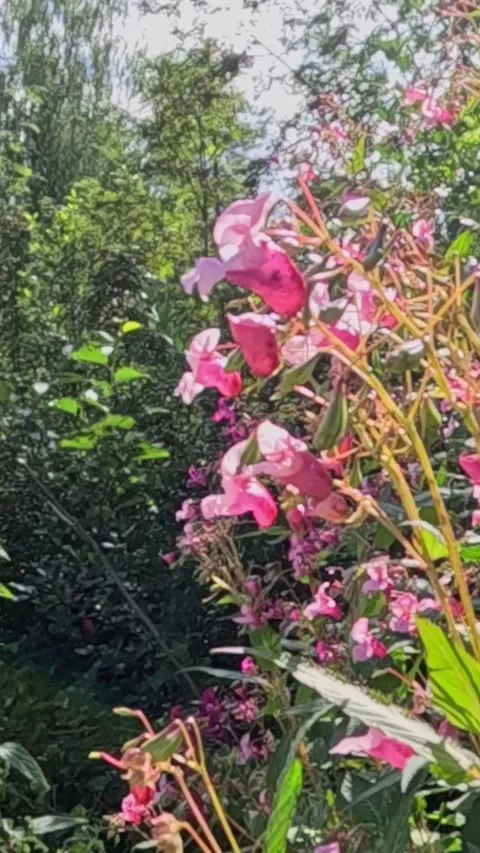 Bumblebee pollinating pink wildflowers in forest sunlight Stock-Footage 320274198