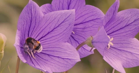 Bumblebee Pollinating Purple Balloon Flower Stock Footage 332247665