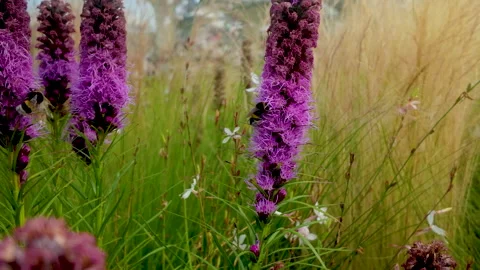 Bumblebee Pollinating Purple Blazing Star Flowers In Gdynia Meadow Stock-Footage 342085783