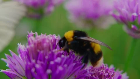 Bumblebee pollinating purple chive flower Stock Footage 335826379