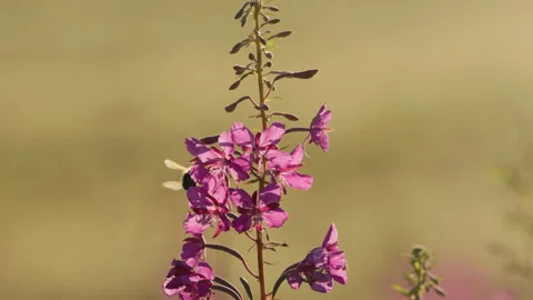Bumblebee pollinating a purple fireweed flower in soft golden light. Video stock 341701337