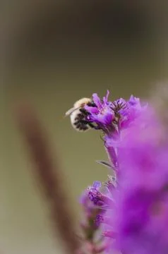Bumblebee pollinating purple flower Stock Photos