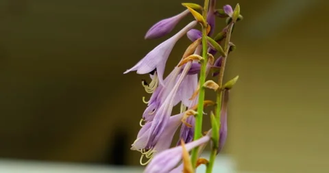 Bumblebee Pollinating Purple Hosta Flowers In Summer Garden Video stock 331124320