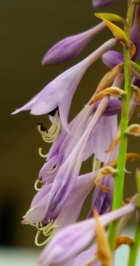 Bumblebee Pollinating Purple Hosta Flowers In Vertical Macro Shot 스톡 동영상 331124351
