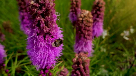 Bumblebee Pollinating Purple Liatris Flowers In Golden Hour Sunlight Stock-Footage 341908212
