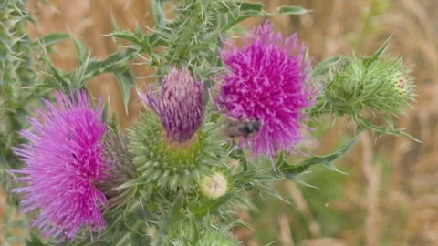 Bumblebee pollinating purple milk thistle flower Video stock 339039771