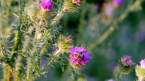 Bumblebee pollinating a purple thistle flower blossom. Stock Footage 210226384