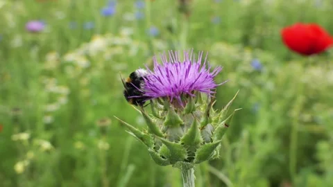 Bumblebee pollinating a purple thistle flower in a wildflower meadow Stock Footage 335546385