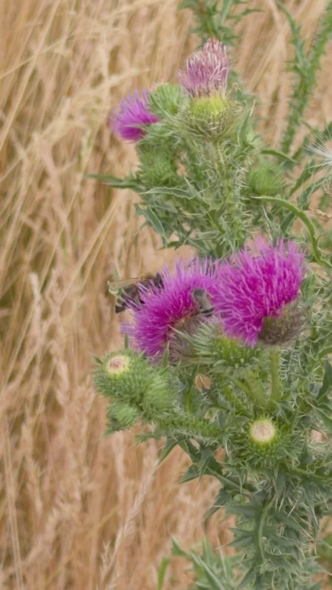Bumblebee pollinating a purple thistle flower Video stock 339039769