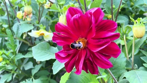 Bumblebee Pollinating Red Dahlia Flower in Garden Stock-Footage 341846638