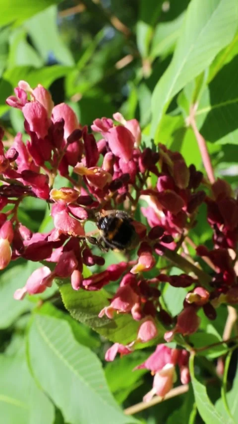Bumblebee pollinating red flower cluster amid vibrant green leaves Stock-Footage 311012582
