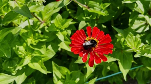 Bumblebee pollinating on the red zinna flower in a sunny day Stock Footage 232252639