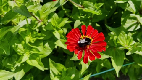 Bumblebee pollinating on the red zinna flower in a sunny day, High quality 4k Stock Footage 345999821