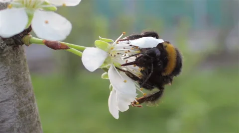 Bumblebee pollinating slowly Stock Footage 62880483