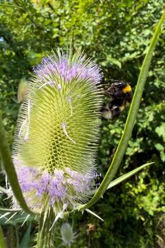 Bumblebee pollinating a spiky flower Stock Photos