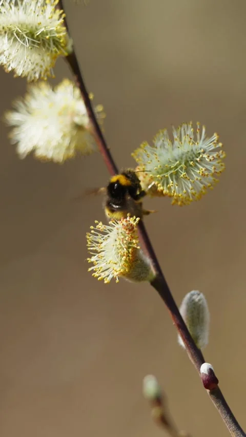 Bumblebee Pollinating Spring Catkins in Soft Focus Stock Footage 336318424