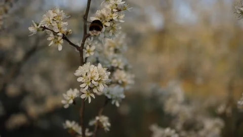 Bumblebee Pollinating Spring White Blossom Macro Stock Footage 339036645