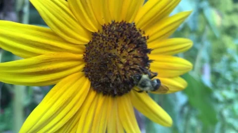 Bumblebee pollinating sunflower Vidéo 169973741