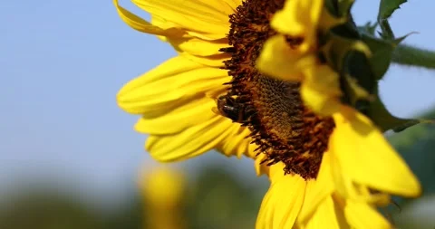 Bumblebee pollinating sunflower head close up Stock Footage 346415438