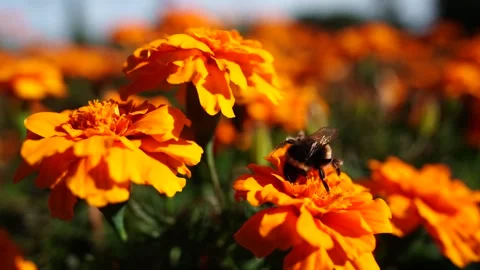 Bumblebee Pollinating A Vibrant Marigold Flower In Albert Park, Auckland, New 库存影片 332628282