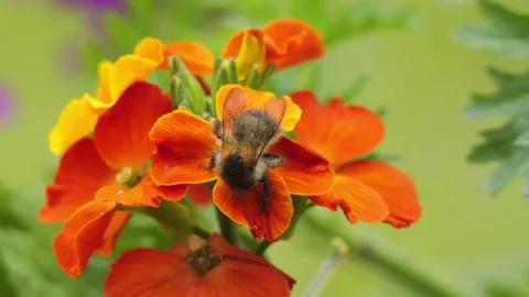 Bumblebee pollinating vibrant orange flowers in a garden 動画素材 337741872