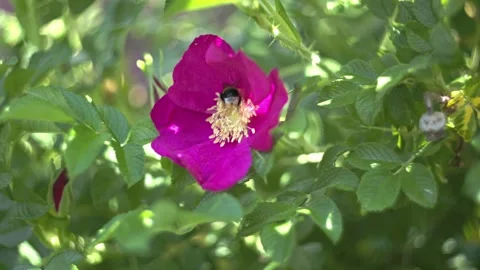 Bumblebee pollinating a vibrant pink wild rose flower in the garden. Vidéo 337640861