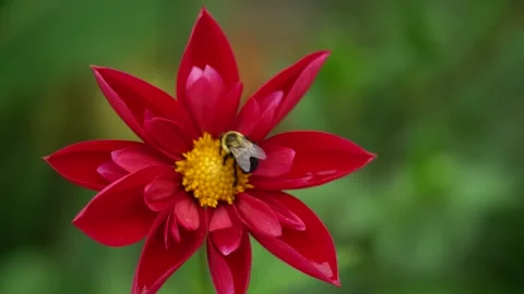 Bumblebee pollinating a vibrant red dahlia flower Stock Footage 346381397