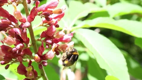 Bumblebee pollinating vibrant red flower cluster among green foliage Stock Footage 309726089