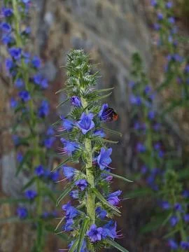 Bumblebee Pollinating a Vibrant Viper's Bugloss Flower Stock Photos