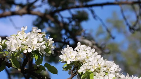 Bumblebee pollinating white blossoms close up 스톡 동영상 332274259