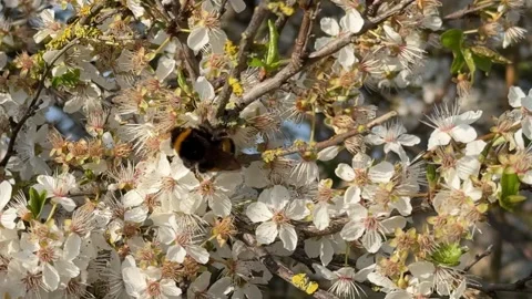 Bumblebee pollinating white cherry tree blossoms on a tree branch in spring. Stock Footage 319543426