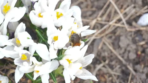 Bumblebee pollinating a white flowers Stock Footage 68805900