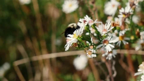 Bumblebee Pollinating White Flowers Stock Footage 286250604
