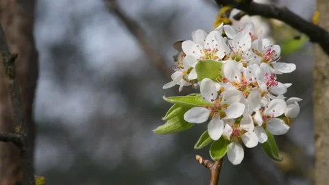 A bumblebee is pollinating white flowers on the pear tree Stock Footage 172599341