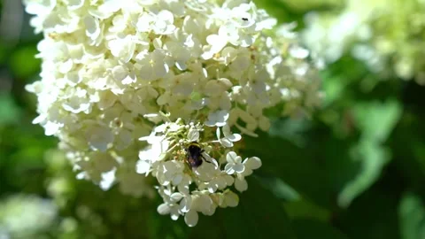 Bumblebee pollinating white hydrangea flowers in a sunny garden Stock-Footage 341853108