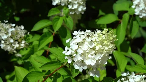 Bumblebee pollinating white hydrangea flowers in a sunny garden Stock-Footage 341853253