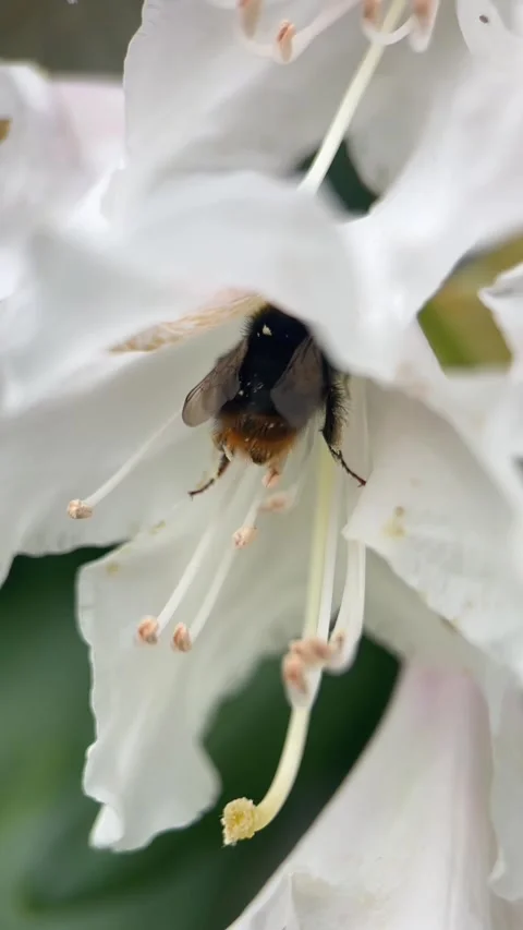 Bumblebee Pollinating White Rhododendron in Saxony Stock Footage 334801603