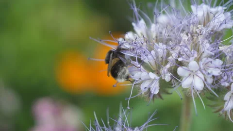 A bumblebee pollinating a white tansy flower in close up view. Stock Footage 235728941
