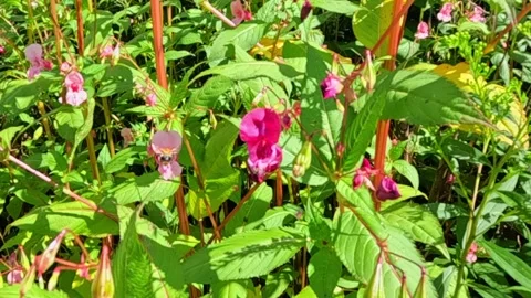 Bumblebee pollinating wild pink flowers in sunlight Stock Footage 321241722