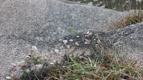 Bumblebee Pollinating Wildflowers on Coastal Cliffs in Punta Roncadoira Gali Stock-Footage 335602027