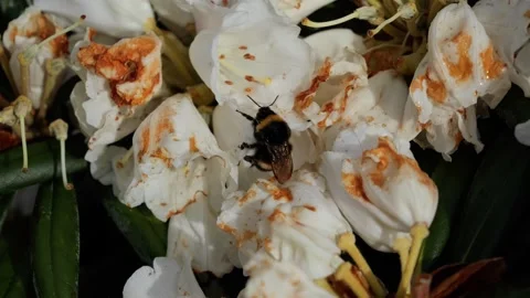 Bumblebee pollinating wilting white rhododendron flowers Stock-Footage 337737045
