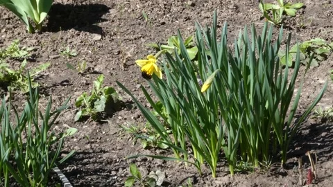 Bumblebee pollinating yellow daffodil flower in the garden on a sunny day Stock Footage 332164123
