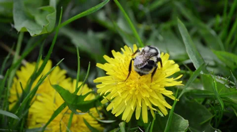 Bumblebee Pollinating Yellow Dandelion Closeup Video stock 39335614