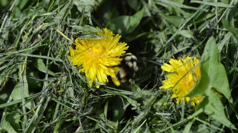 Bumblebee Pollinating Yellow Dandelion Closeup 2 Video stock 45763865